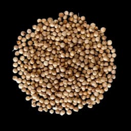 Coriander Seeds